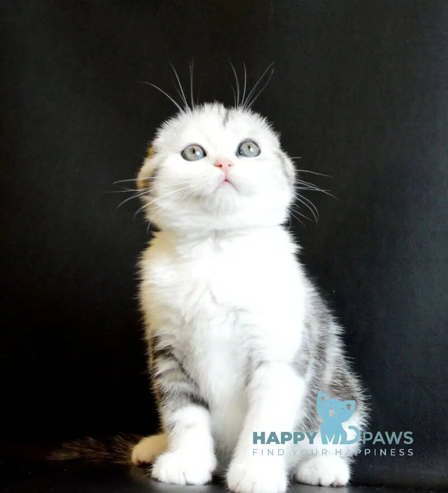 Sultan Scottish Fold male black silver tabby bicolour live animals