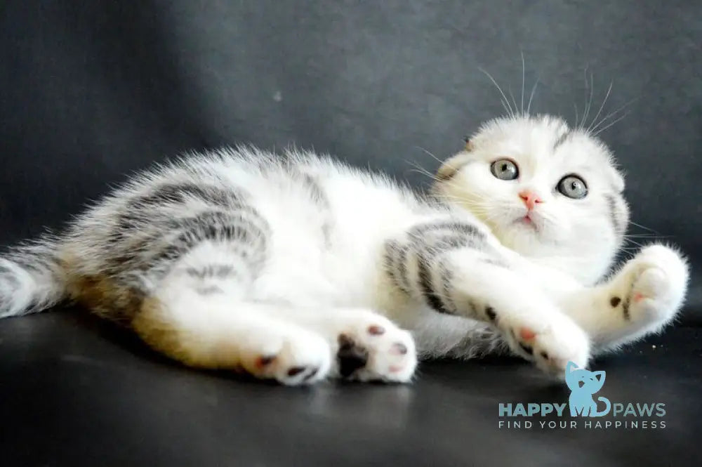 Sultan Scottish Fold male black silver tabby bicolour live animals