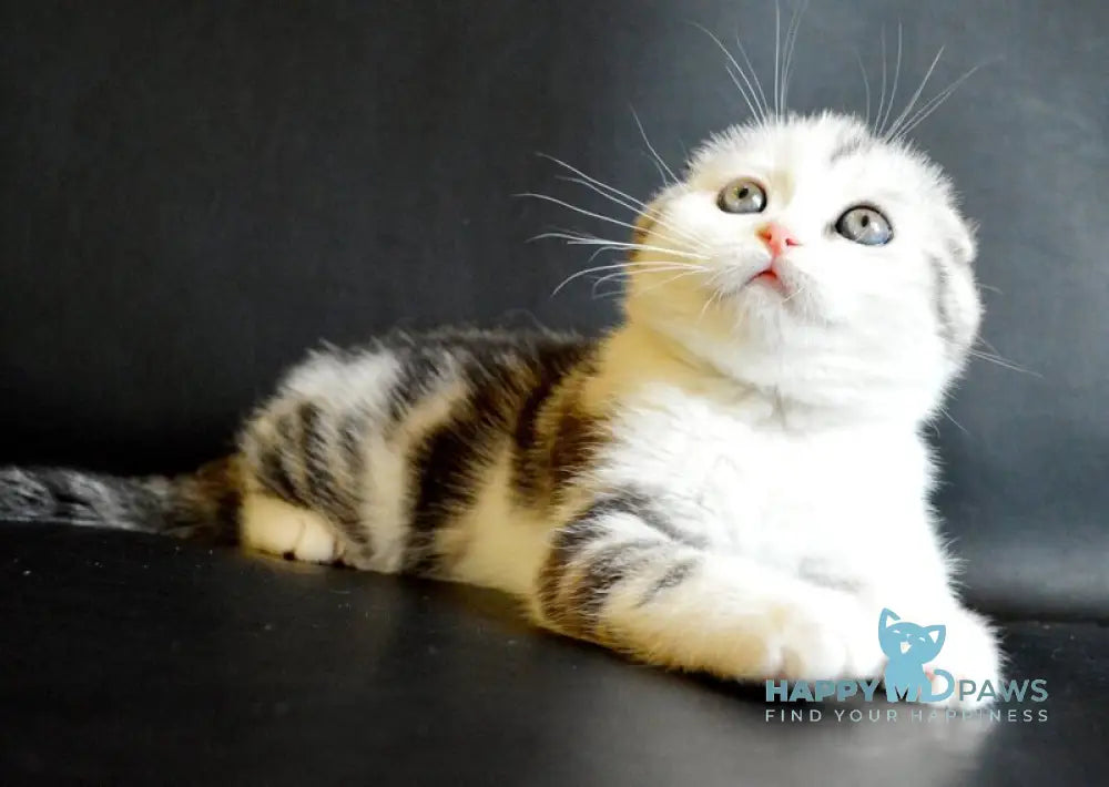 Sultan Scottish Fold male black silver tabby bicolour live animals