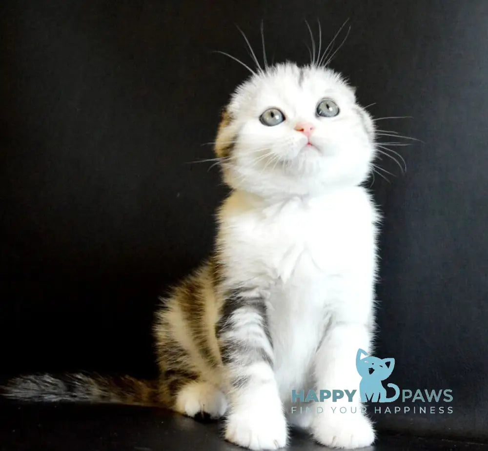 Sultan Scottish Fold male black silver tabby bicolour live animals