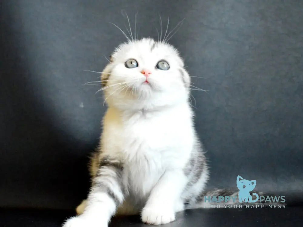 Sultan Scottish Fold male black silver tabby bicolour live animals