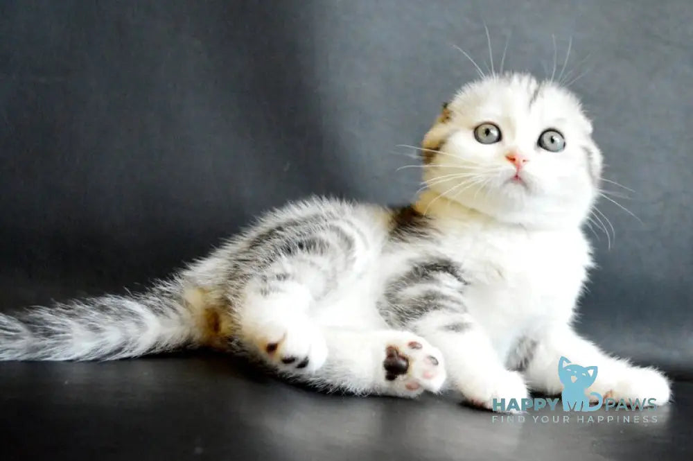 Sultan Scottish Fold male black silver tabby bicolour live animals