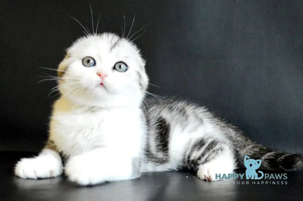 Sultan Scottish Fold male black silver tabby bicolour live animals