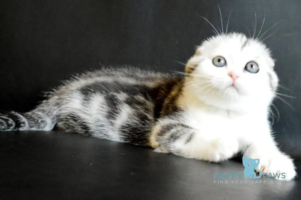 Sultan Scottish Fold male black silver tabby bicolour live animals