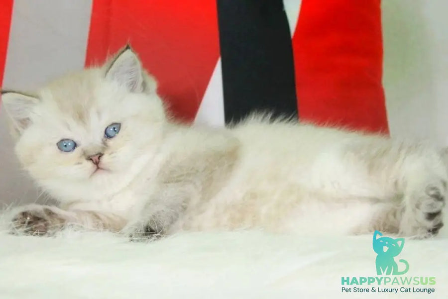 Sunny British Shorthair female black ticked tabby pointed - live animals