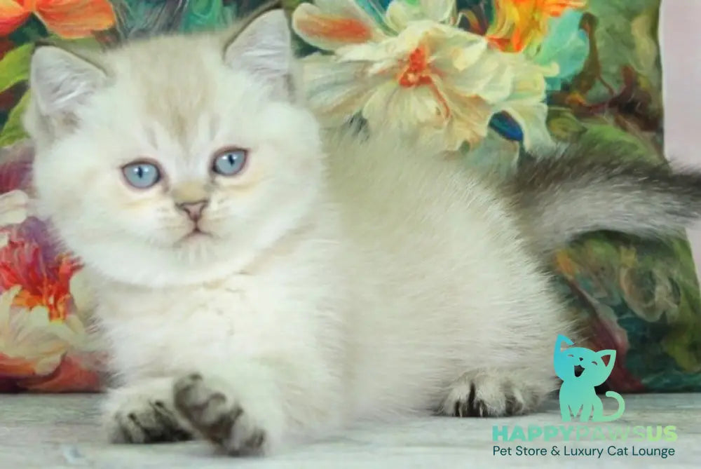 Sunny British Shorthair female black ticked tabby pointed - live animals