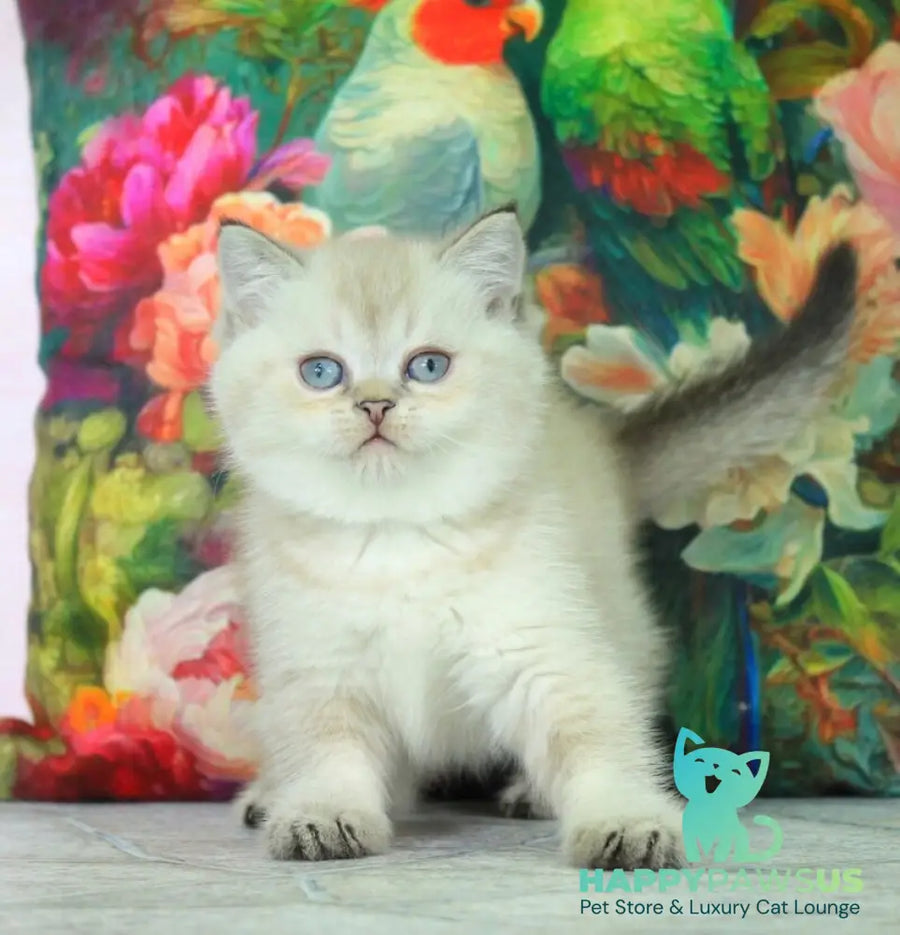 Sunny British Shorthair female black ticked tabby pointed - live animals