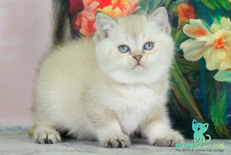 Sunny British Shorthair female black ticked tabby pointed - live animals