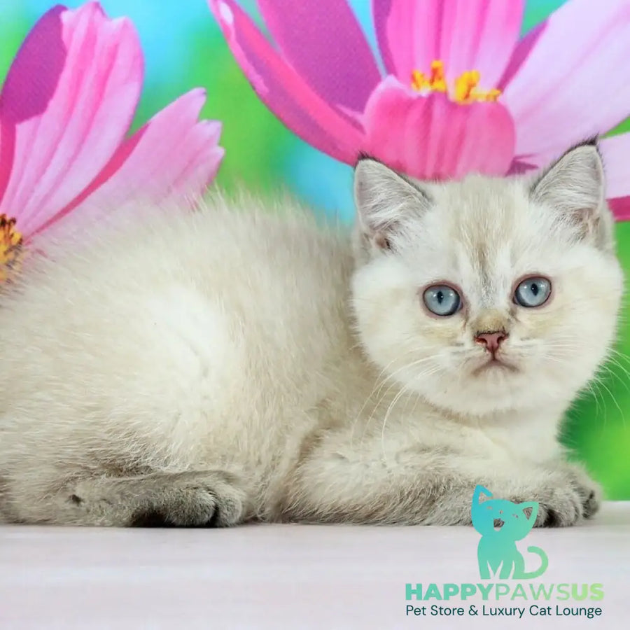Sunny British Shorthair female black ticked tabby pointed - live animals