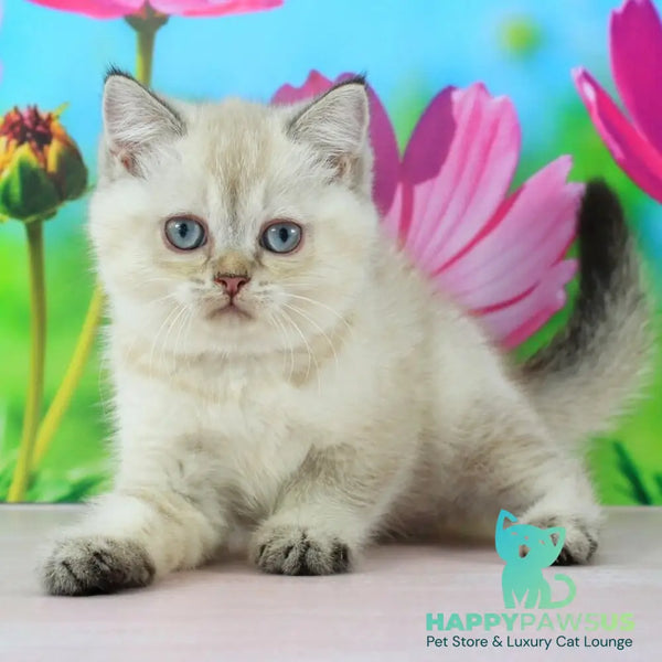 Sunny British Shorthair female black ticked tabby pointed - live animals