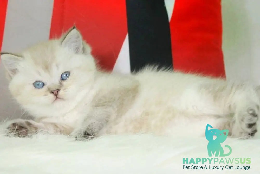 Sunny British Shorthair female black ticked tabby pointed - live animals