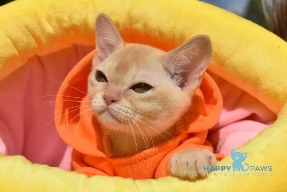 Sunny Burmese male red live animals