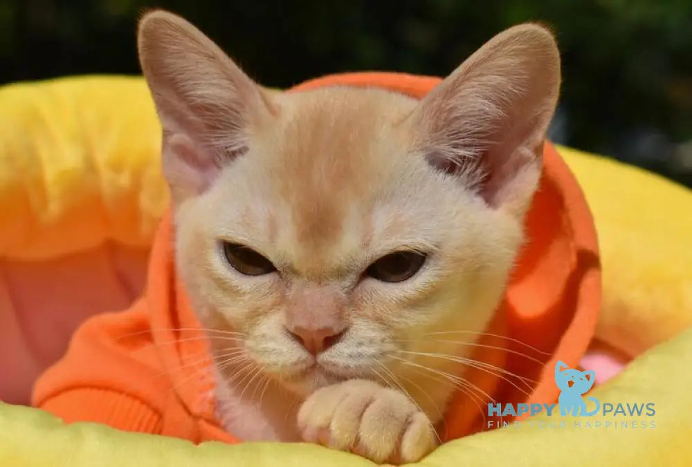 Sunny Burmese male red live animals
