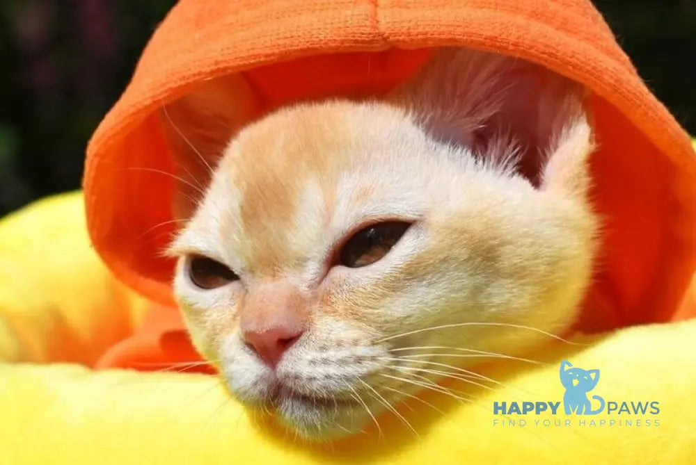 Sunny Burmese male red live animals