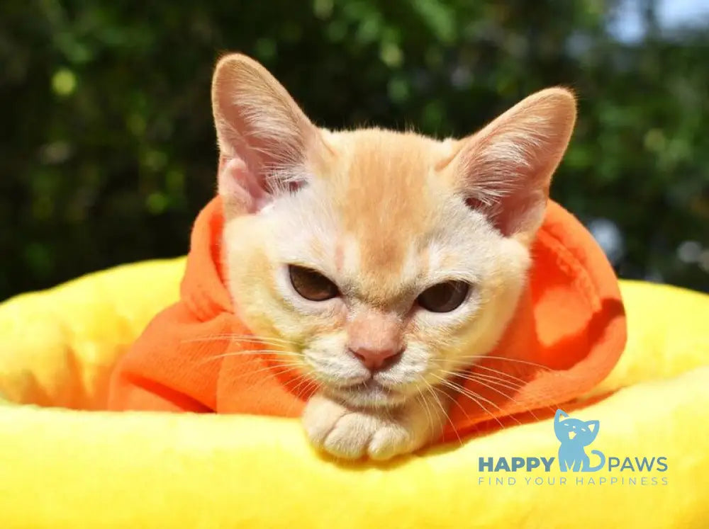 Sunny Burmese male red live animals