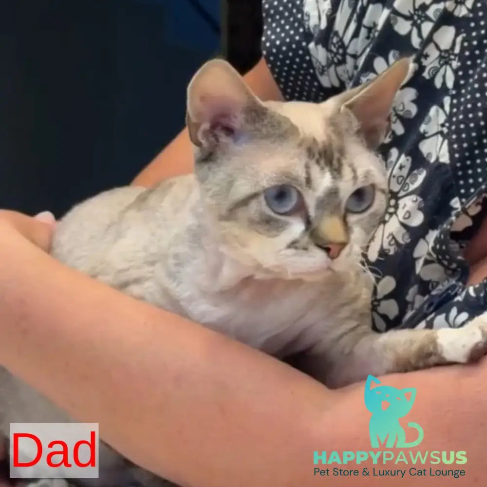Sunny Devon Rex female black tortie harlequin tabby pointed - live animals
