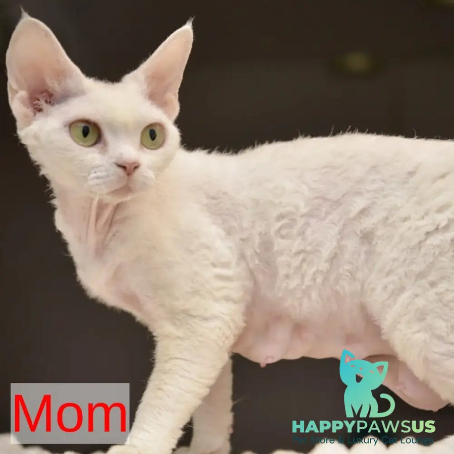 Sunny Devon Rex female black tortie harlequin tabby pointed - live animals