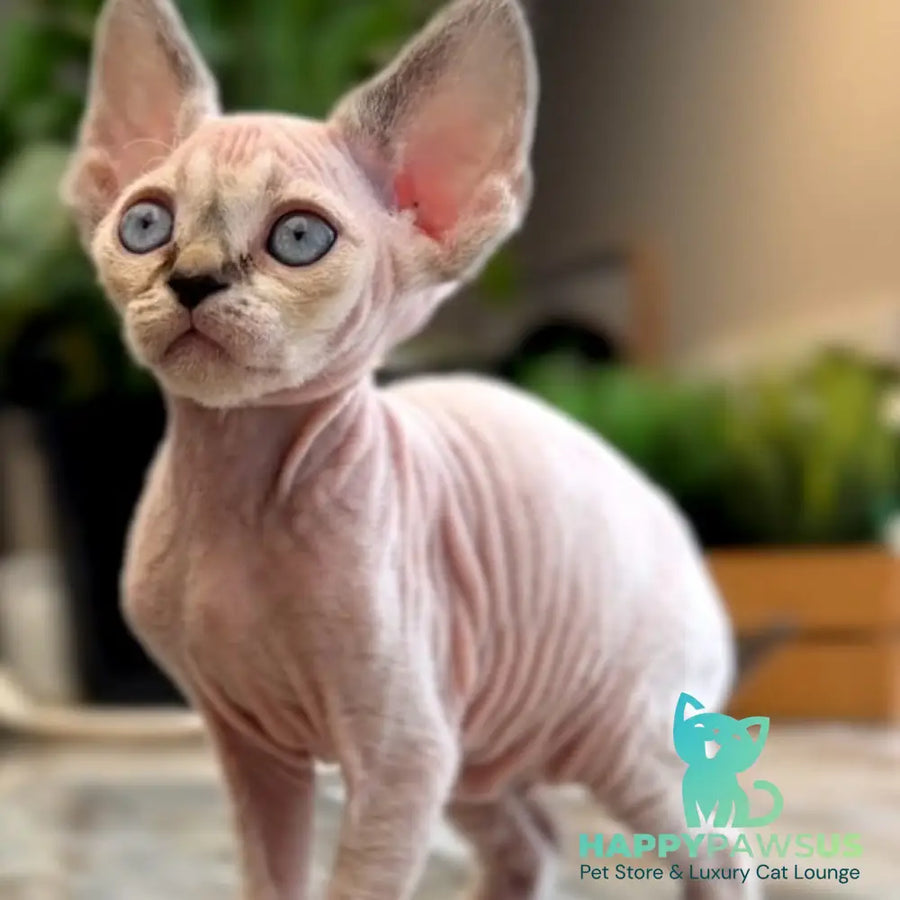 Sunny Devon Rex female black tortie harlequin tabby pointed - live animals