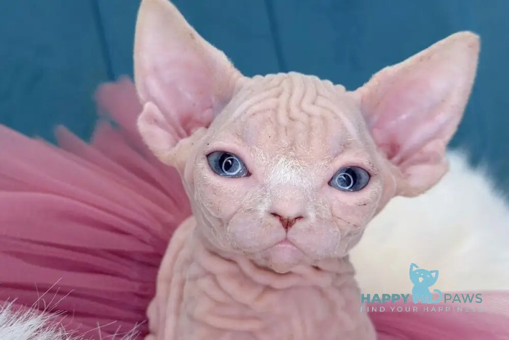 Sunny Funny Canadian Sphynx female white - live animals