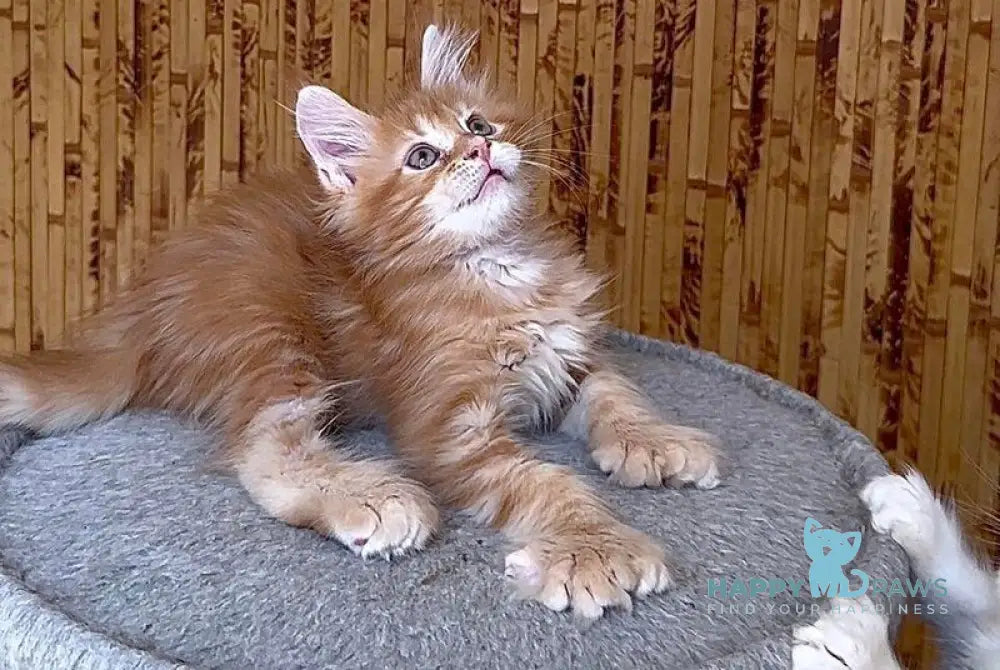 Sunny Maine Coon male red tabby live animals
