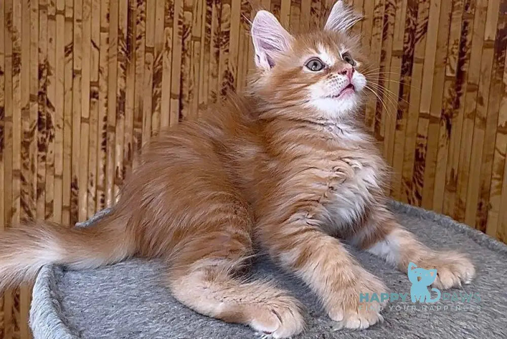 Sunny Maine Coon male red tabby live animals