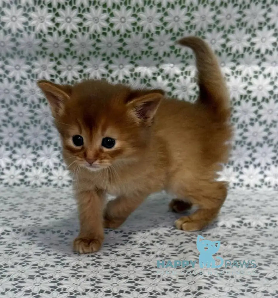 Sunny Somali female sorrel live animals