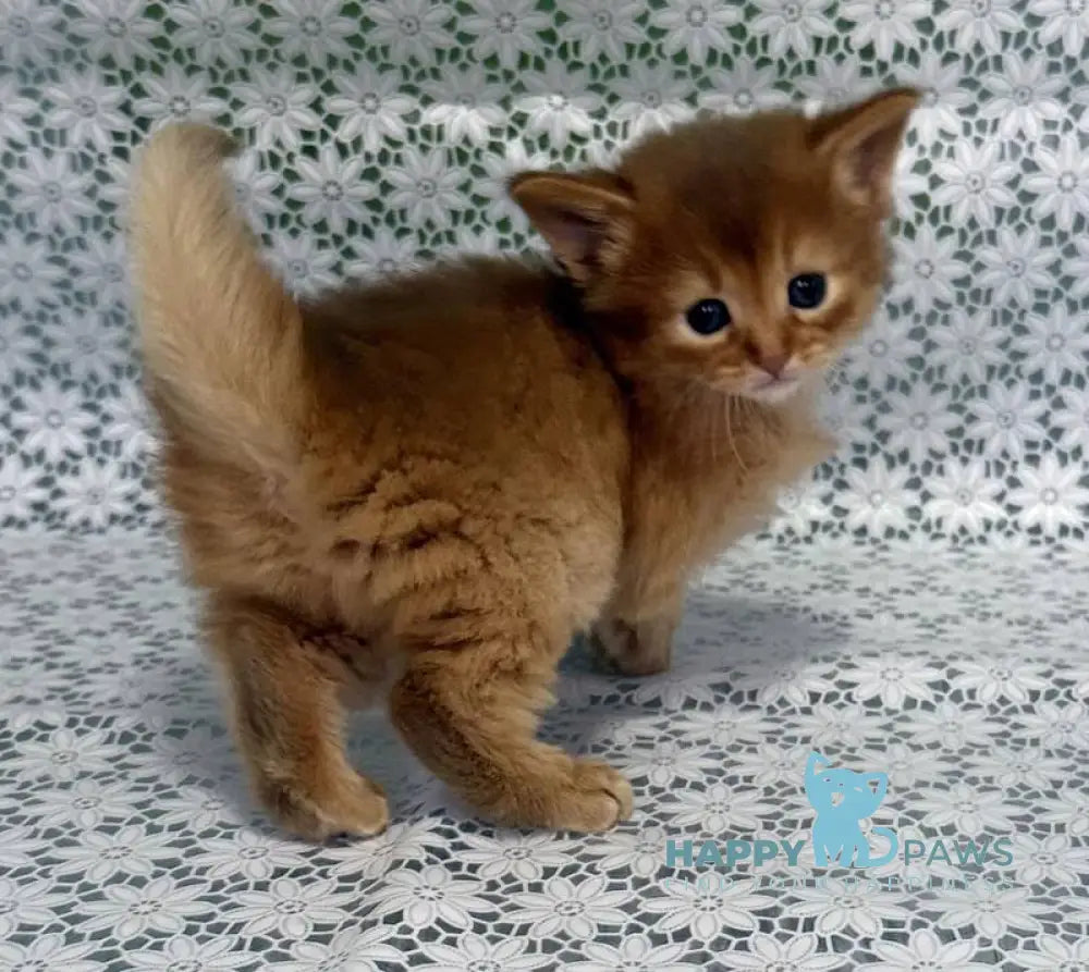 Sunny Somali female sorrel live animals