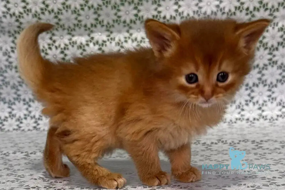 Sunny Somali female sorrel live animals