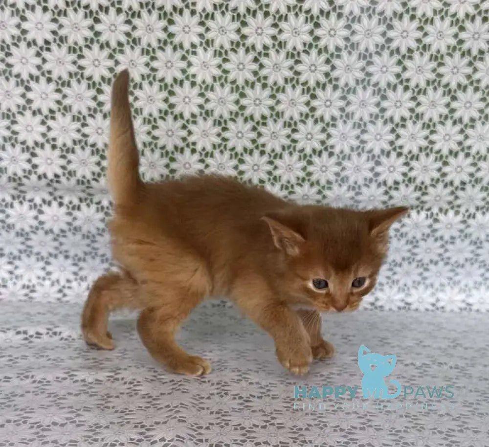 Sunny Somali female sorrel live animals