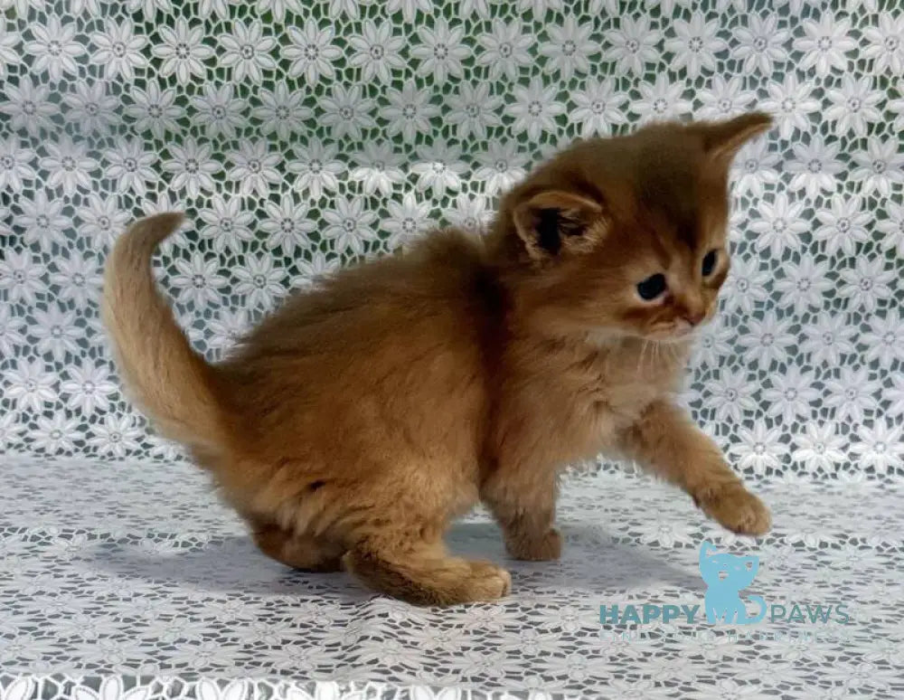 Sunny Somali female sorrel live animals