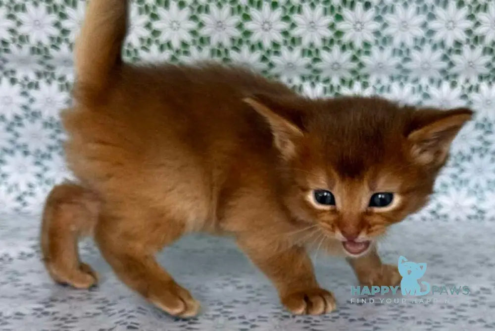 Sunny Somali female sorrel live animals