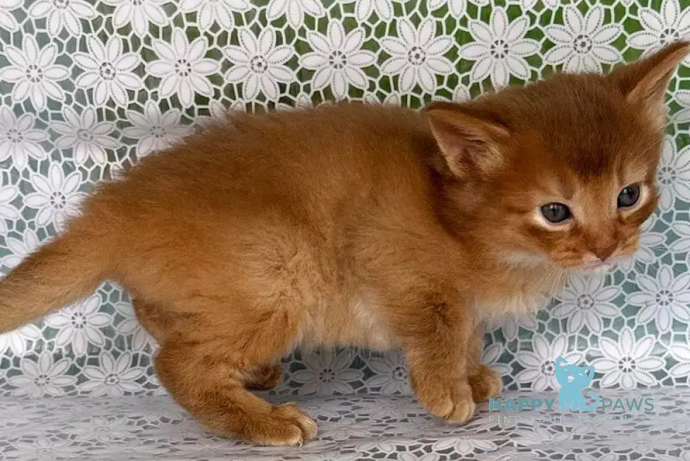 Sunny Somali female sorrel live animals