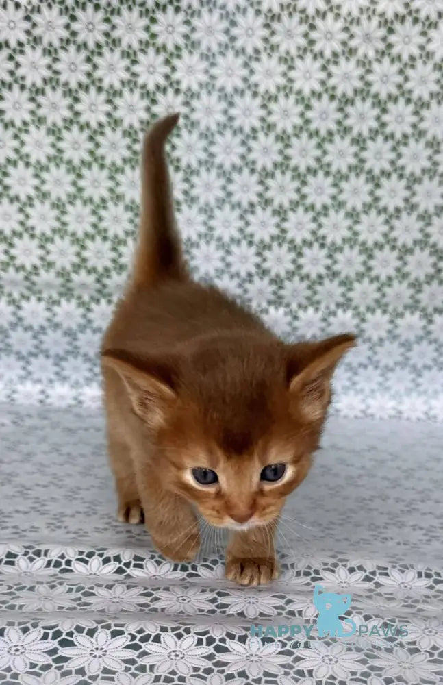 Sunny Somali female sorrel live animals