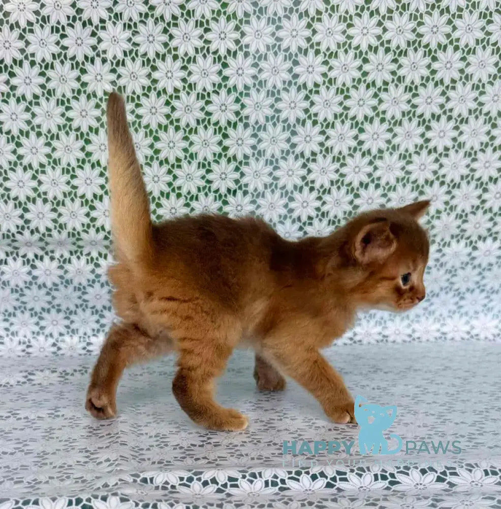 Sunny Somali female sorrel live animals