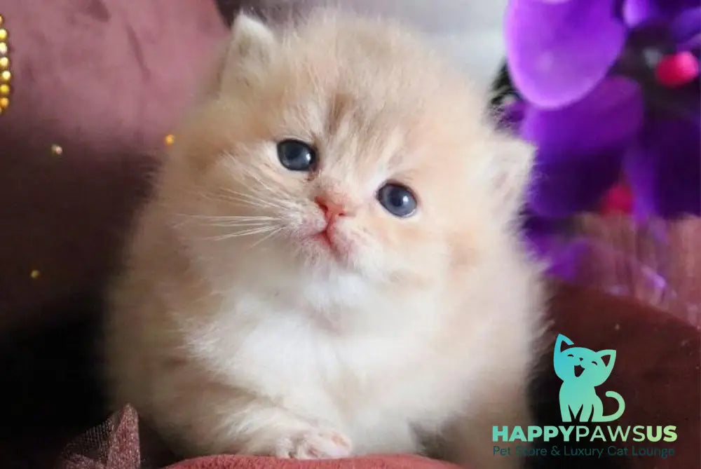 SunRey British Shorthair male lilac golden shaded - live animals