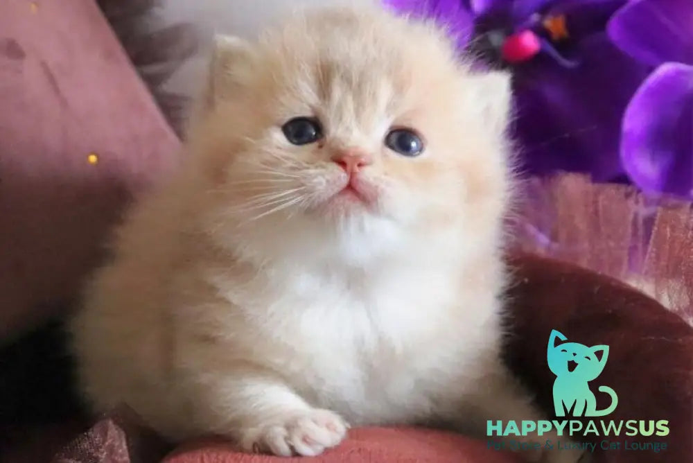 SunRey British Shorthair male lilac golden shaded - live animals