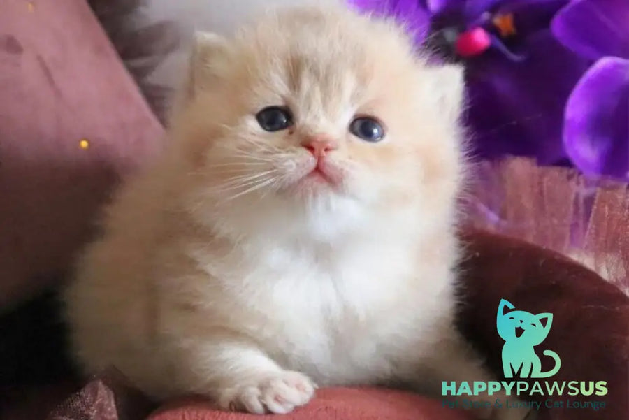SunRey British Shorthair male lilac golden shaded - live animals