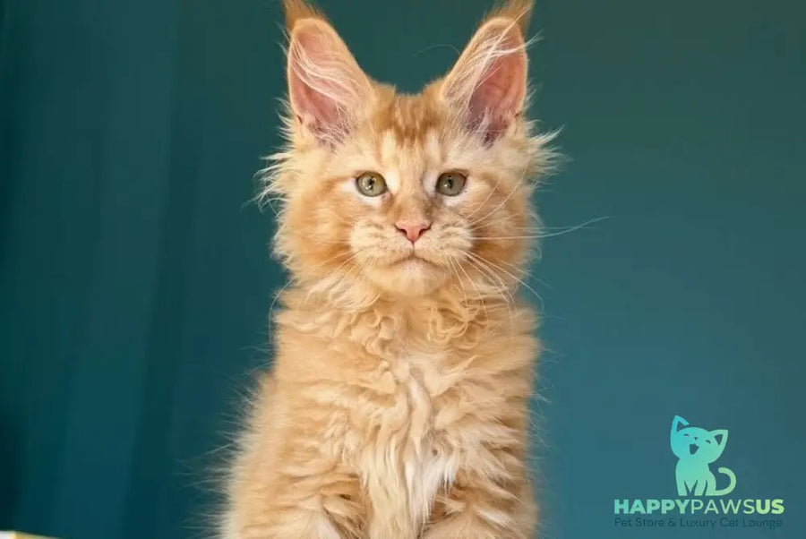 Sunshine Maine Coon male red - live animals