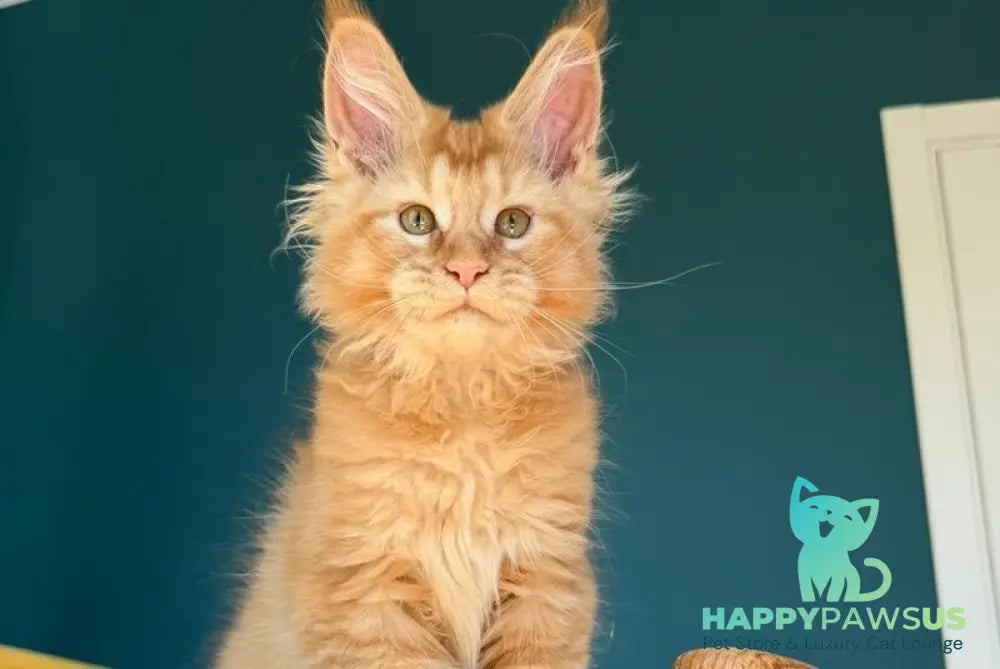 Sunshine Maine Coon male red - live animals