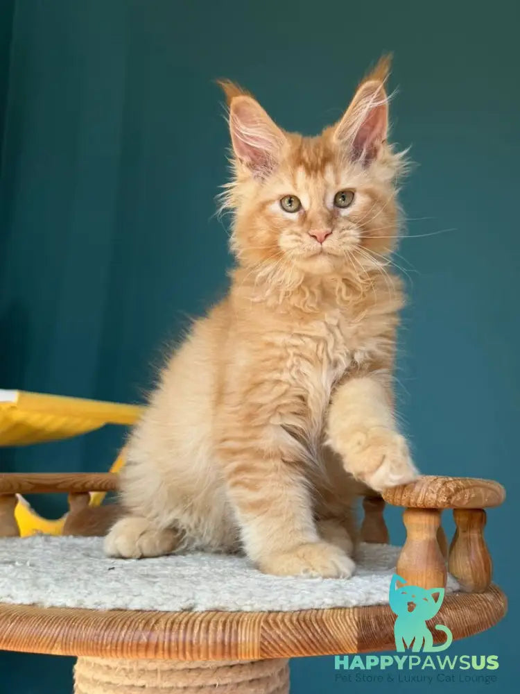 Sunshine Maine Coon male red - live animals