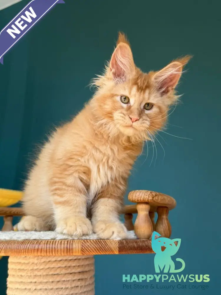 Sunshine Maine Coon male red - live animals