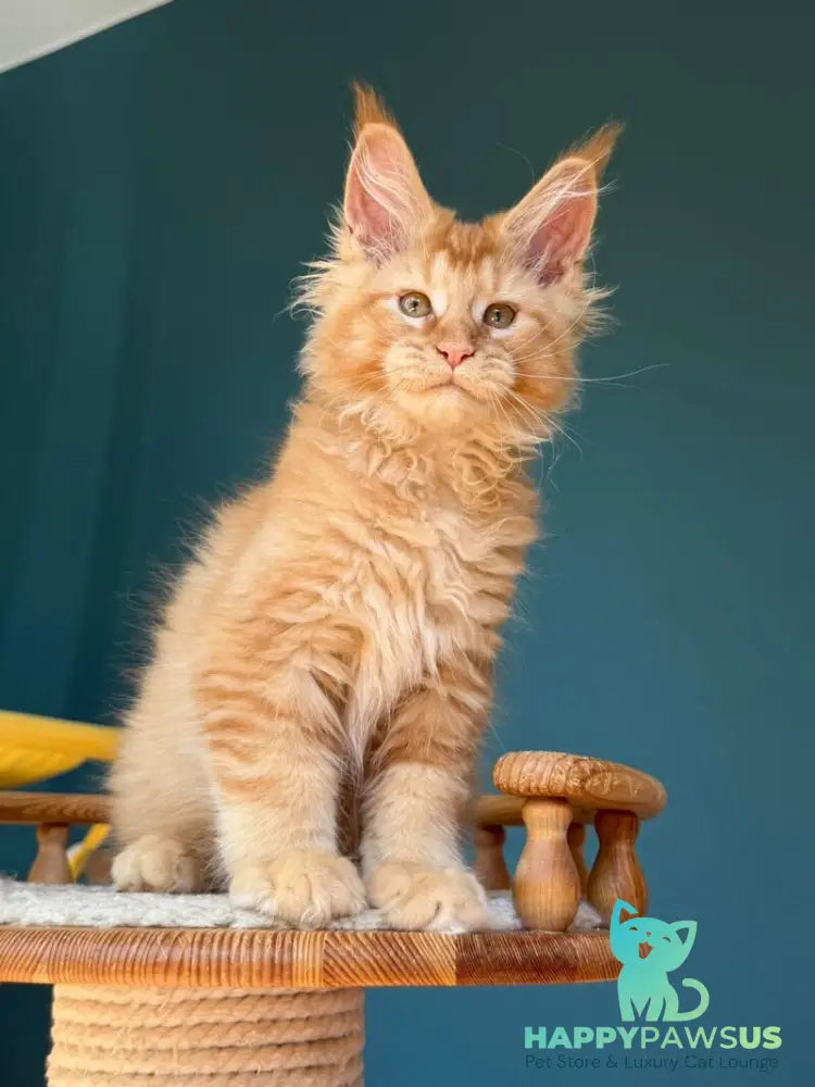 Sunshine Maine Coon male red - live animals