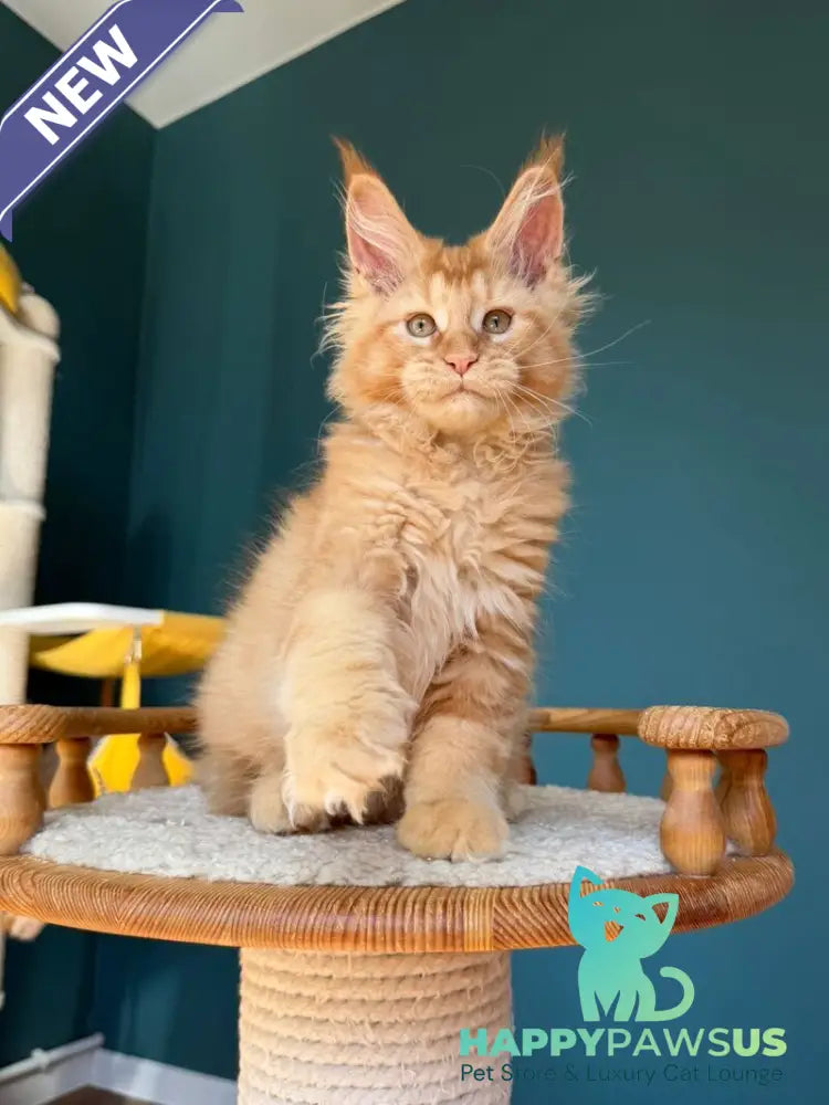 Sunshine Maine Coon male red - live animals