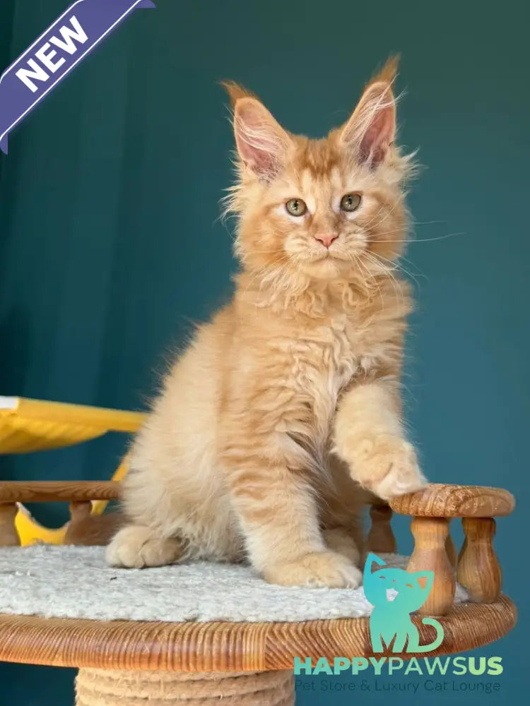 Sunshine Maine Coon male red - live animals