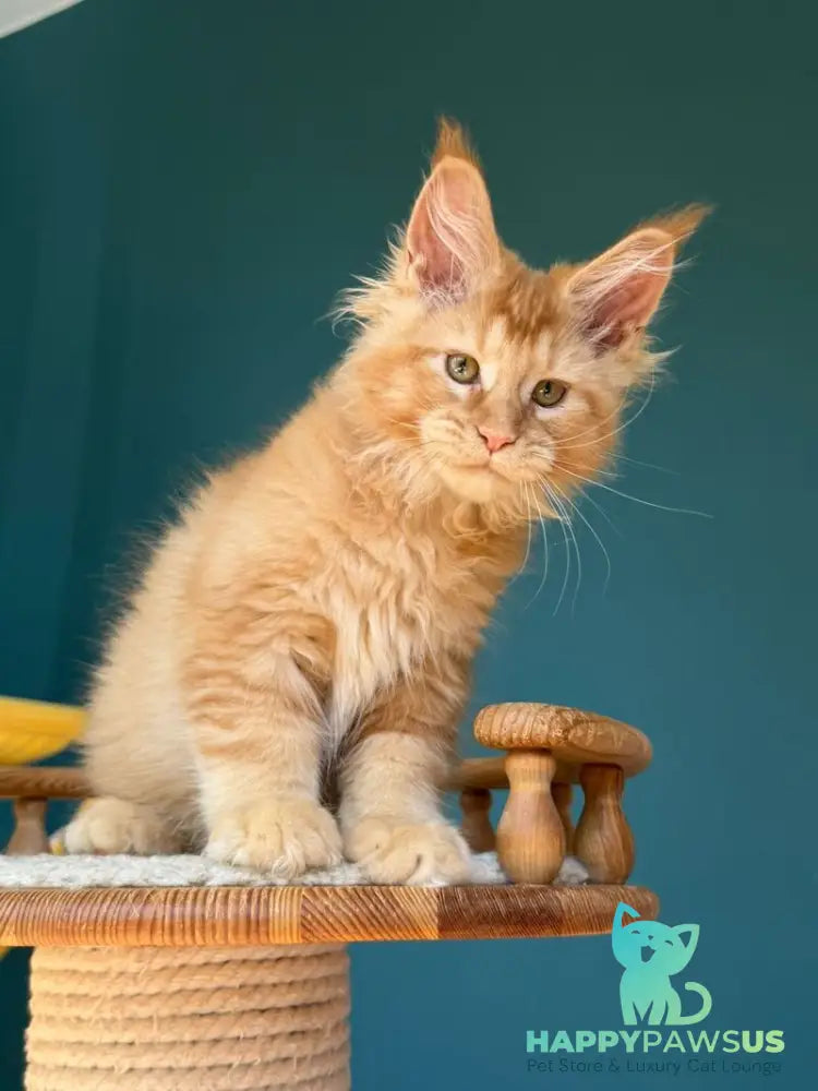 Sunshine Maine Coon male red - live animals