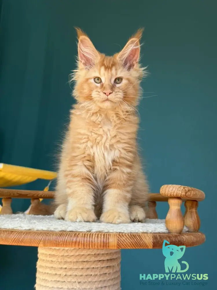 Sunshine Maine Coon male red - live animals