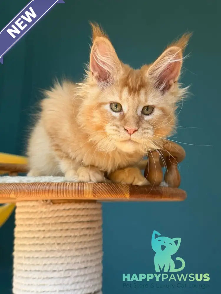 Sunshine Maine Coon male red - live animals