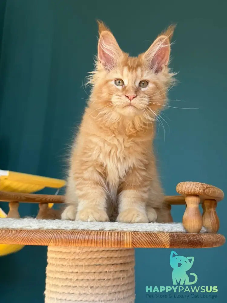 Sunshine Maine Coon male red - live animals