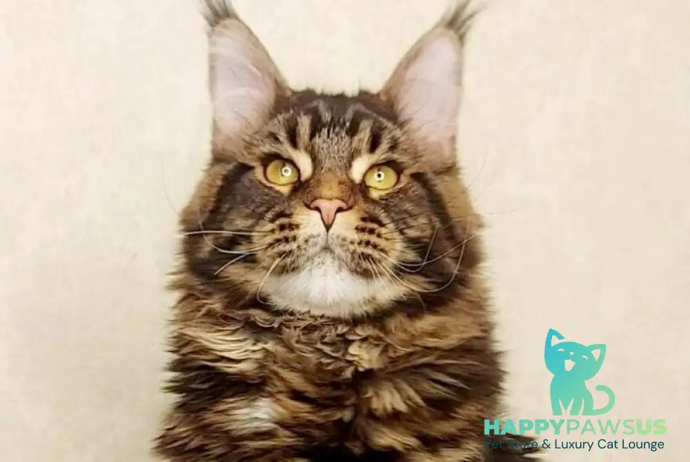 Surgut Maine Coon male black tabby with white - live animals