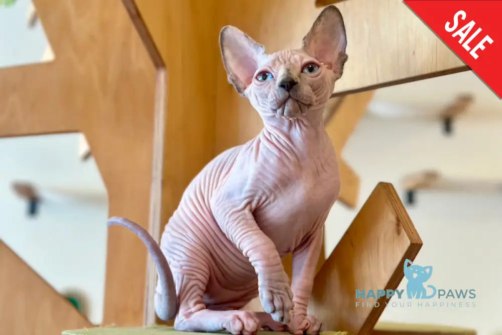 Suri Canadian Sphynx female seal pointed - live animals